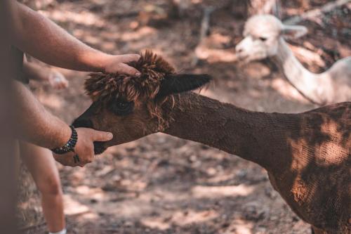 a person petting the head of a baby calf at Studio Wild Park Panorama with Hot tub and Sauna in Tolsti Vrh pri Ravnah naKoroškem