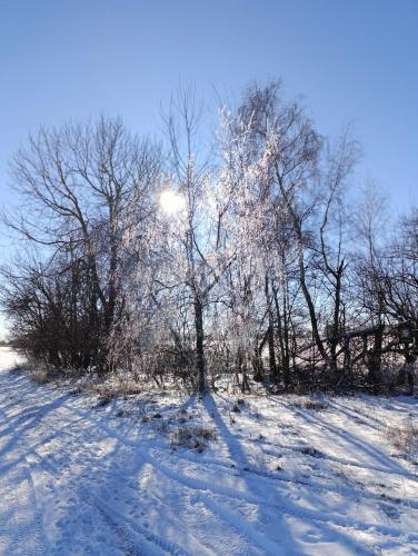 a tree in the snow with the sun behind it at apartmán Fénix in Buková
