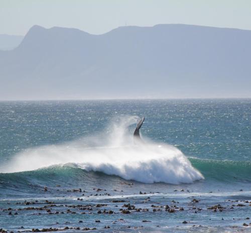 a dolphin riding a wave in the ocean at Sunset Bliss - Gansbaai Seafront Accommodation in Gansbaai