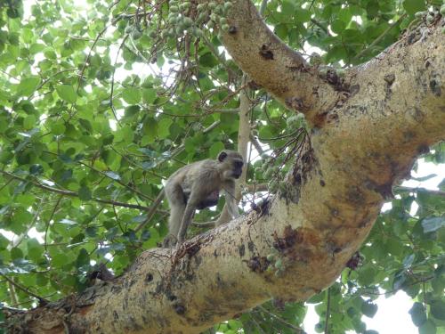 a monkey sitting on the branch of a tree at Nyime Safari Lodge Campsite in Divundu