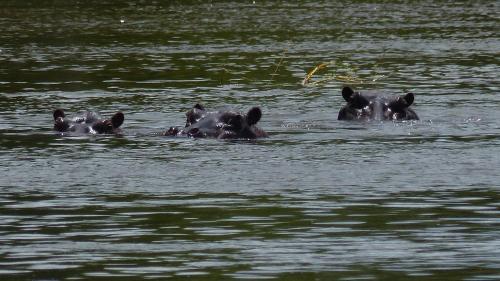 a group of animals swimming in the water at Nyime Safari Lodge Campsite in Divundu