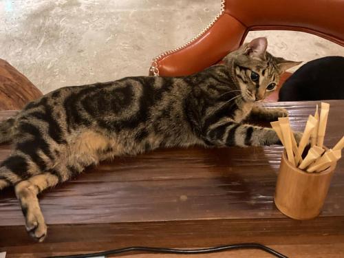a cat laying on a table next to a cup of french fries at Taroko Liiko Hotels in Xincheng