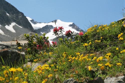 a field of flowers on the side of a mountain at Ferienhaus Alpen Lodge und die Gams in Neurur