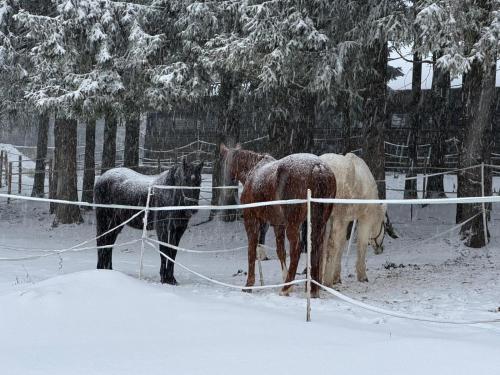 three horses standing behind a fence in the snow at Apartments Sleep Service Spa mit Pool,Sauna,Fitness in Sankt Englmar