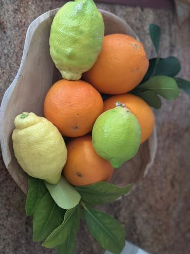 a hand holding a bunch of oranges and lemons at MiraSierraHome... Tú hogar de vacaciones! in Alora