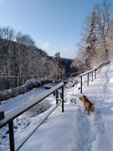 a dog running in the snow at Old Hunting Lodge in Karlovy Vary