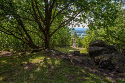 a tree on the side of a hill with rocks at B&B Chez tante Alice in Durbuy