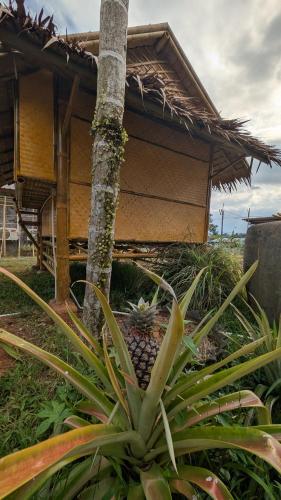 a plant in front of a house with a tree at Tarzan Bamboo hut in Khao Sok