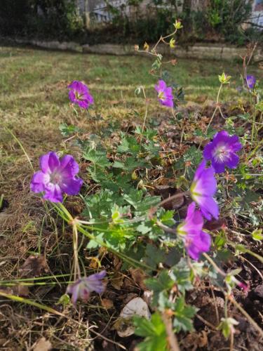 a group of purple flowers in a yard at Villa Parrain in Koksijde
