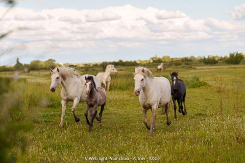 a group of horses running in a field at manade Blanc - Gite la Fenière in Arles