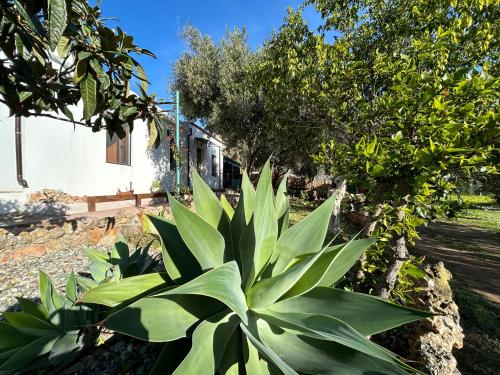 a large green plant in front of a house at casa Sa Breca in Tertenìa