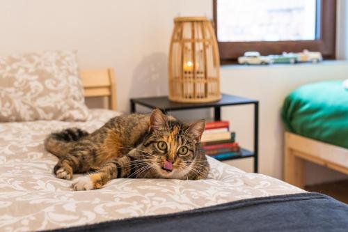 a cat laying on top of a bed at Agroturystyka Świętego Józefa in Chrzypsko Wielkie