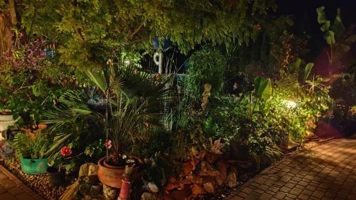 a bunch of plants in a garden at night at Katica Vendégház in Siófok