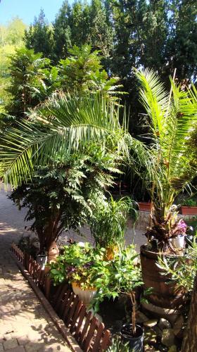 a garden with palm trees and plants in pots at Katica Vendégház in Siófok