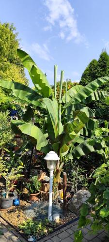 a large green banana plant in a garden at Katica Vendégház in Siófok