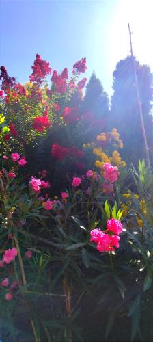 a group of flowers in front of a group of trees at Katica Vendégház in Siófok