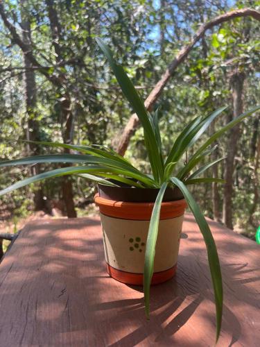a plant in a pot sitting on a table at San Bernardino,8vientos cabaña in San Bernardino