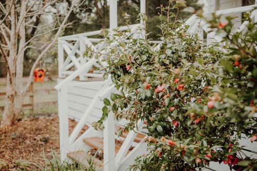 a white fence and a bush with red flowers at Birch Cottage Trentham in Trentham