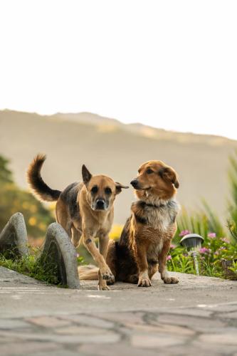 two dogs are standing next to each other at Finca Aquarius in Monteverde Costa Rica