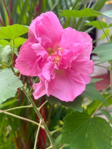 a pink flower on a plant with green leaves at Nila Villa in Galle