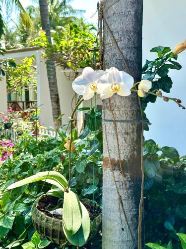 a white flower on a tree in a garden at Paradise Resort Doc Let - All Inclusive in Doc Let