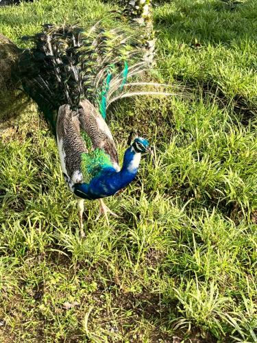 Fotografie z fotogalerie ubytování Hotel do Bosque Angra dos Reis Resort v destinaci Angra dos Reis