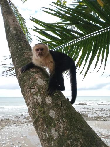 a monkey sitting on a palm tree on the beach at OSA SURF House in Puerto Jiménez