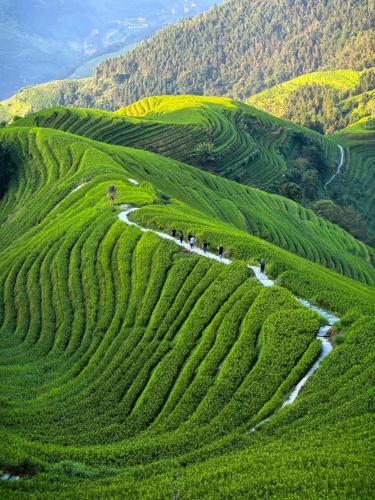 a group of people walking through a field of green crops at Longji B&B in Cloud in Longsheng