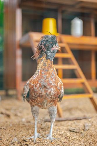 a chicken standing on the ground with its head up at Casa Candali, Farm Haven - Bogor Short Getaway - Respectful Guest Only in Bogor