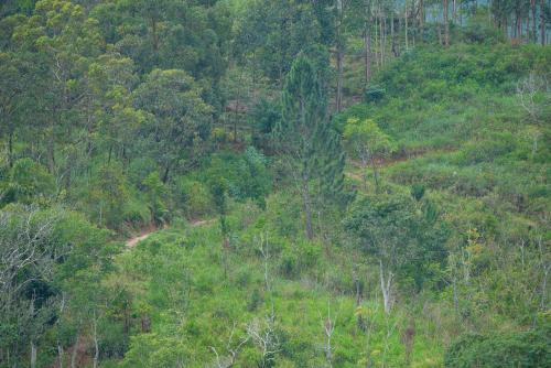 an overhead view of a lush green hill with trees at Tea Hills Ella in Ella