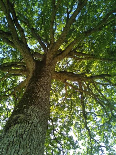 a large tree looking up into the sky at Tiny House Les Trognes in Le Val Giffard