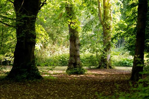 a group of trees in a forest with leaves on the ground at Hollington Park Glamping in Newbury