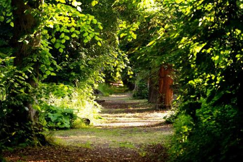 a path in the middle of a forest with trees at Hollington Park Glamping in Newbury