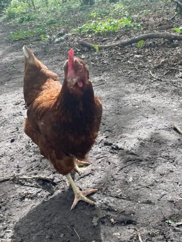 a brown chicken is standing on the ground at Hollington Park Glamping in Newbury