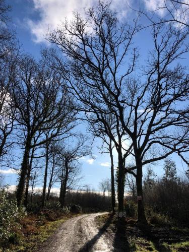 a dirt road with trees on either side at Ballyhack by the Sea in Arthurstown