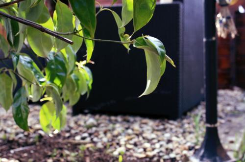 a plant with green leaves next to a tv at Beaufort House Accomodation in New Ross