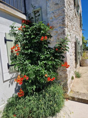 a bush with red flowers on the side of a building at Stone House Rosuja in Ivanje