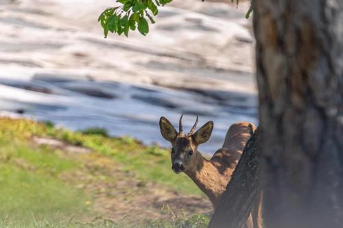 a deer is standing next to a tree at Solbackens guesthouse with sauna by the lake in Hammarö