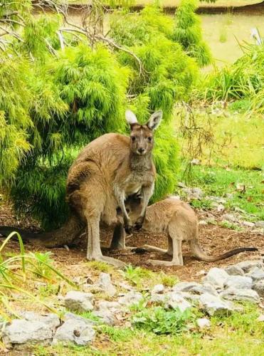 a kangaroo and its baby in a field at Pemberton Forest View Retreat in Pemberton