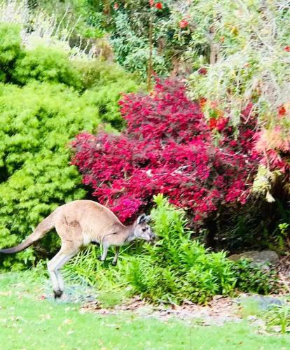 a kangaroo running through a garden with pink flowers at Pemberton Forest View Retreat in Pemberton