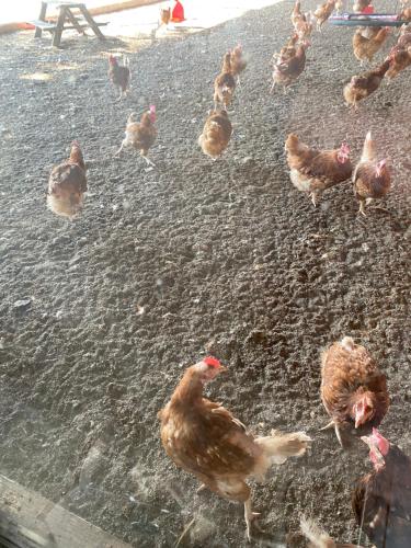 eine Gruppe von Hühnern, die auf dem Boden stehen in der Unterkunft Oomes Huus - Sleep by Hästens, Wake with Coffee in Den Hoorn