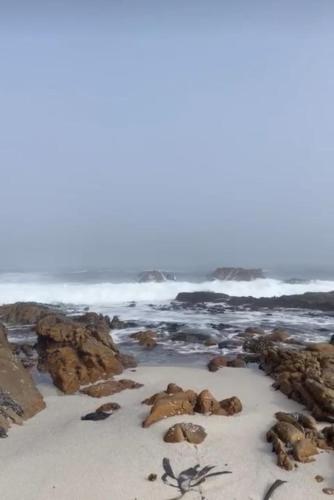a group of seals laying in the sand on the beach at Meeulekker op Lambertsbay in Lambertʼs Bay