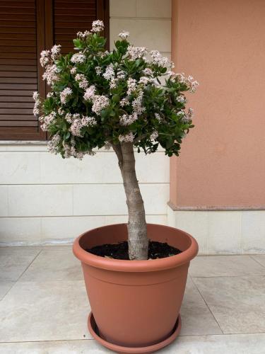 Gallery image of L' albero di Giada in Maletto