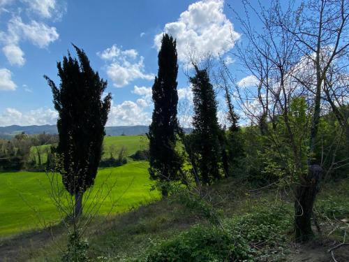 three cypress trees in a green field at Monte Cuccolo House B&B in Fontanelice