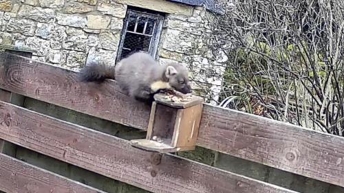 a squirrel eating food out of a box on a fence at Castle Cottage with views of Kielder Castle in Kielder
