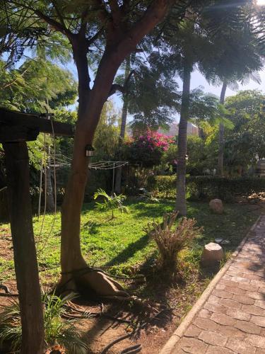 a tree in the middle of a grass yard at Bungalow And Surf in Cabo San Lucas