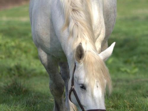 a white horse grazing in a field of grass at Gîte rural avec animaux, Wi-Fi, parking, proche nature - FR-1-489-561 in Saint-Bonnet-de-Four