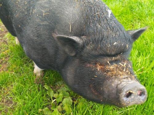 a large black pig standing in the grass at Gîte rural avec animaux, Wi-Fi, parking, proche nature - FR-1-489-561 in Saint-Bonnet-de-Four