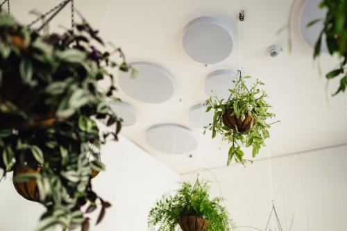 a room with potted plants hanging from a ceiling at The Layhead B&B in Lübeck