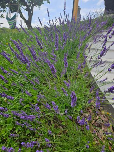 a bunch of purple flowers in a garden at Villa Hojnik in Videm pri Ptuju